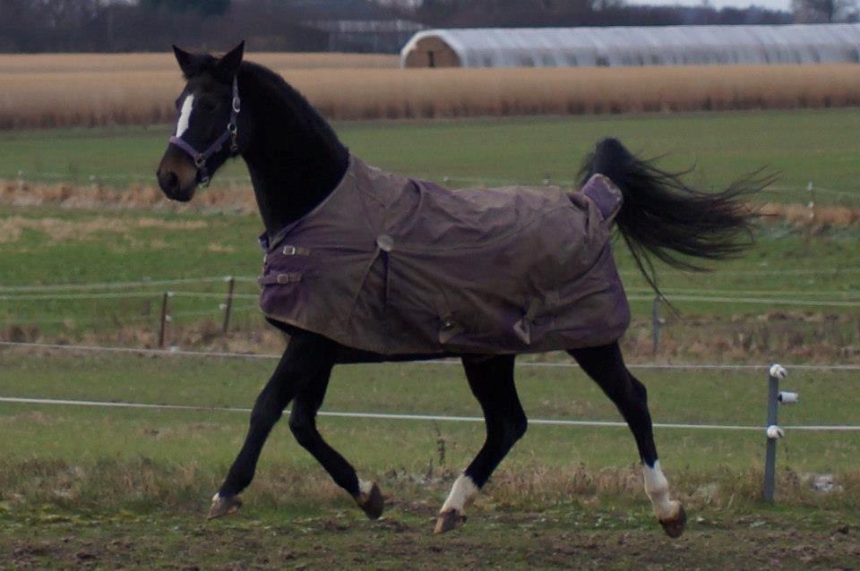 Dansk Varmblod Vestergaards Kamira billede 13