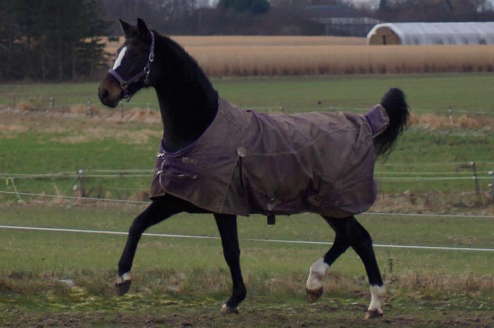 Dansk Varmblod Vestergaards Kamira billede 14