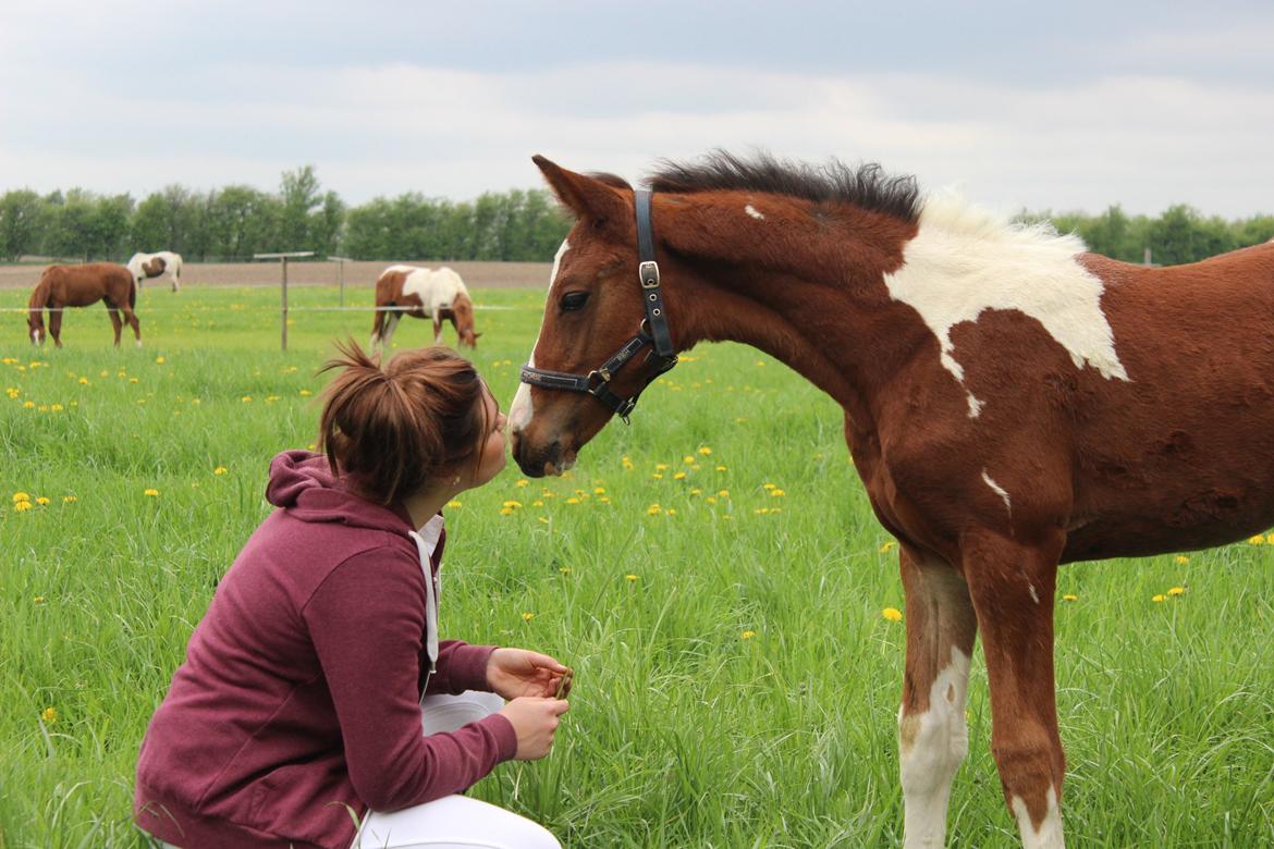 Pinto Kilgast's Bacardi billede 4