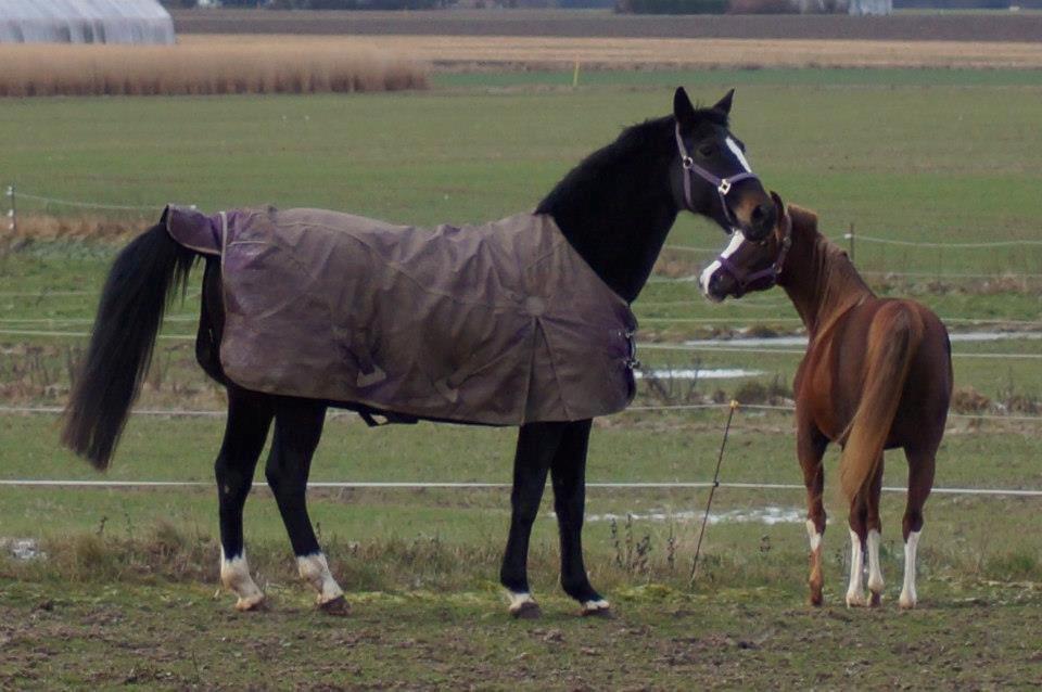 Dansk Varmblod Vestergaards Kamira billede 15