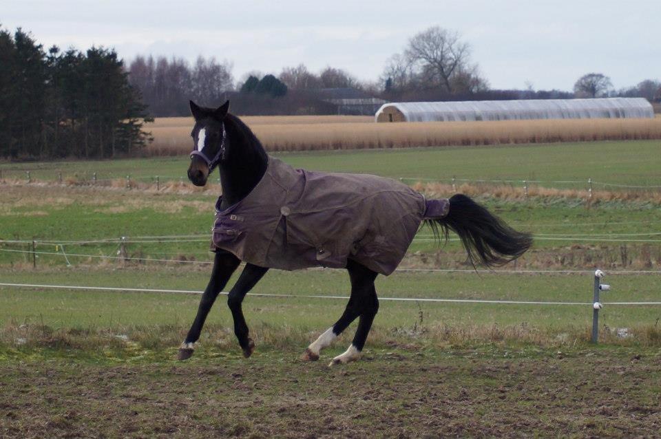 Dansk Varmblod Vestergaards Kamira billede 16