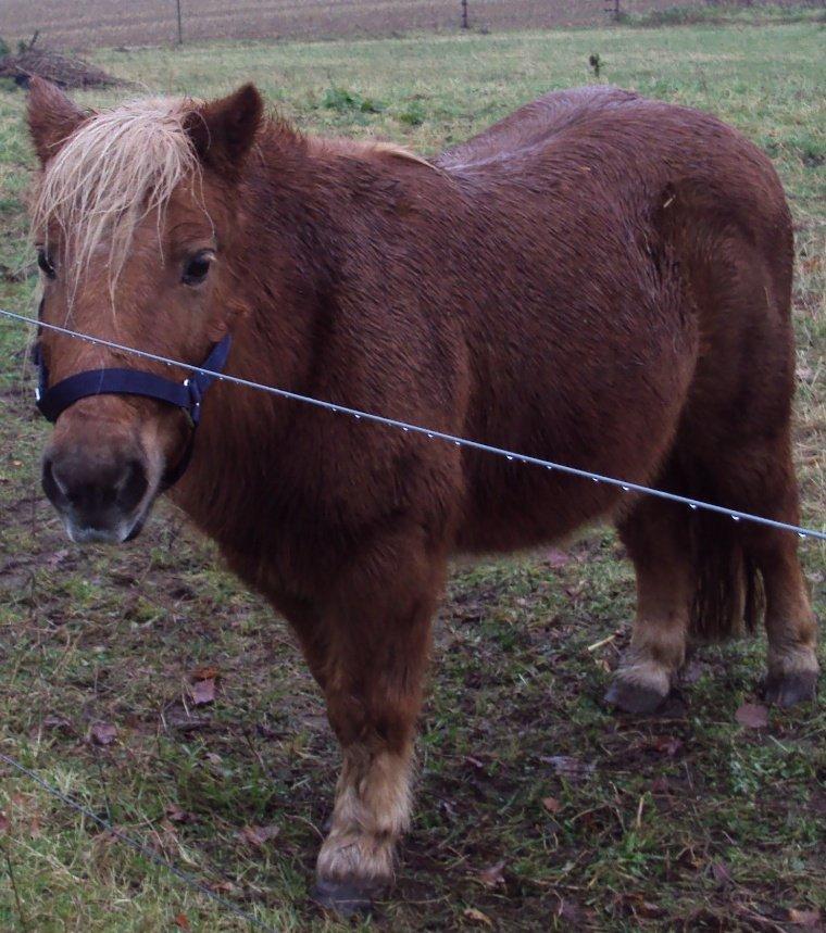 Shetlænder Bjarke - En sød ballademager på fold :) billede 5