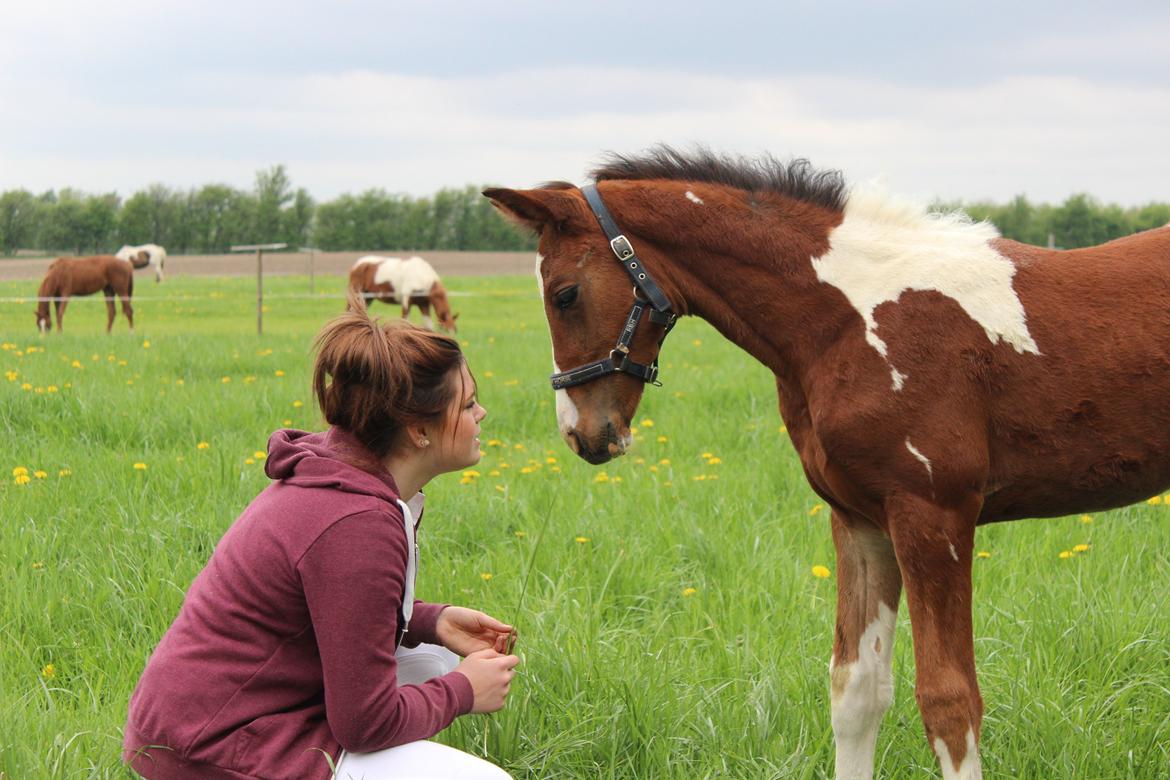 Pinto Kilgast's Bacardi billede 5