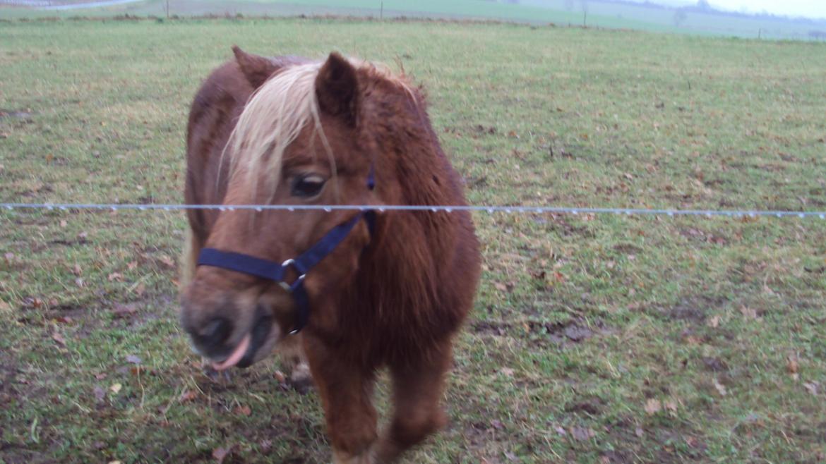 Shetlænder Bjarke - Ballademager  billede 6