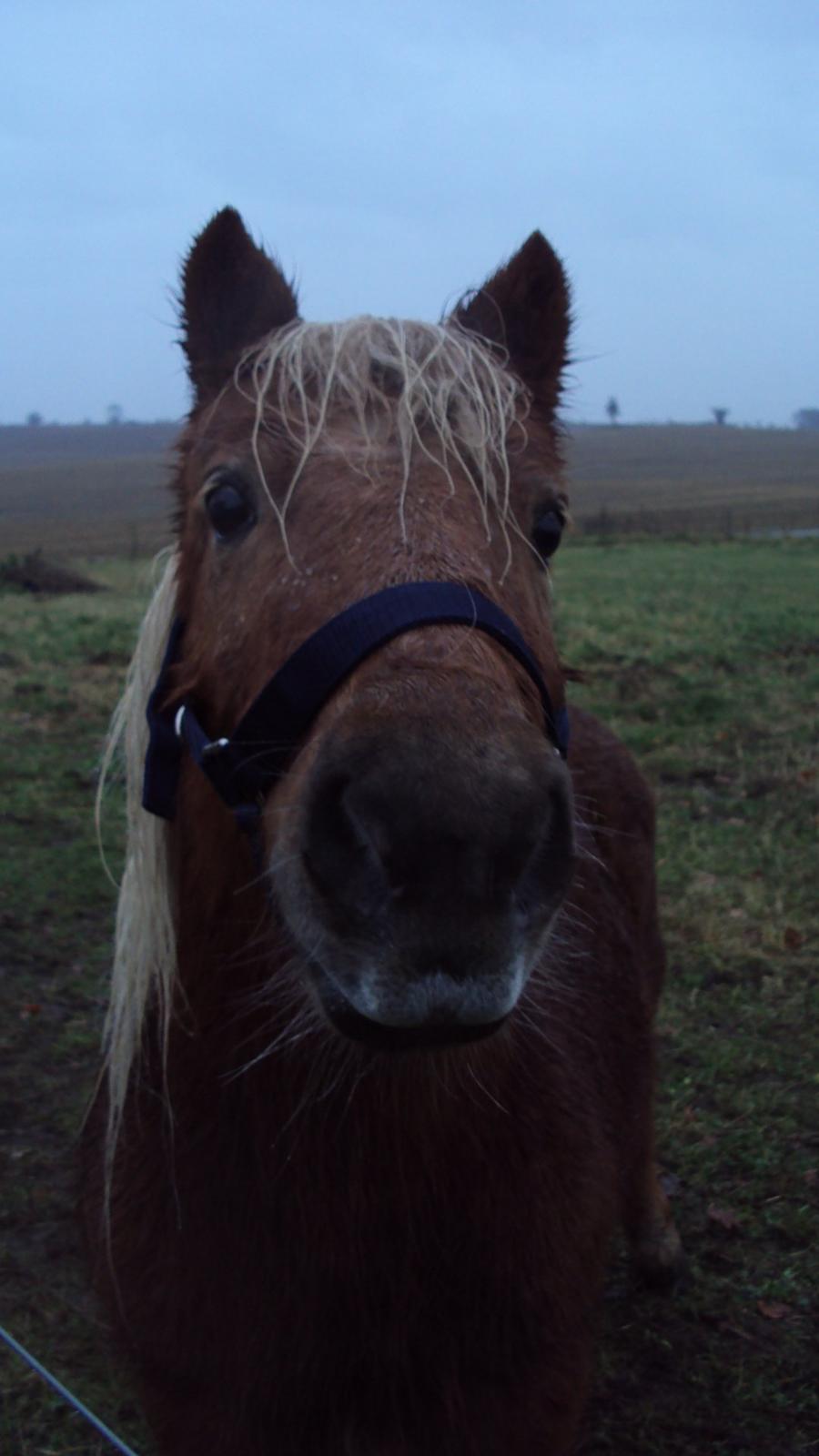 Shetlænder Bjarke - Sød kan han da godt se ud :) billede 7
