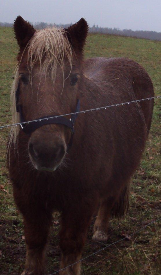 Shetlænder Bjarke - Dejlige Bjarke billede 8