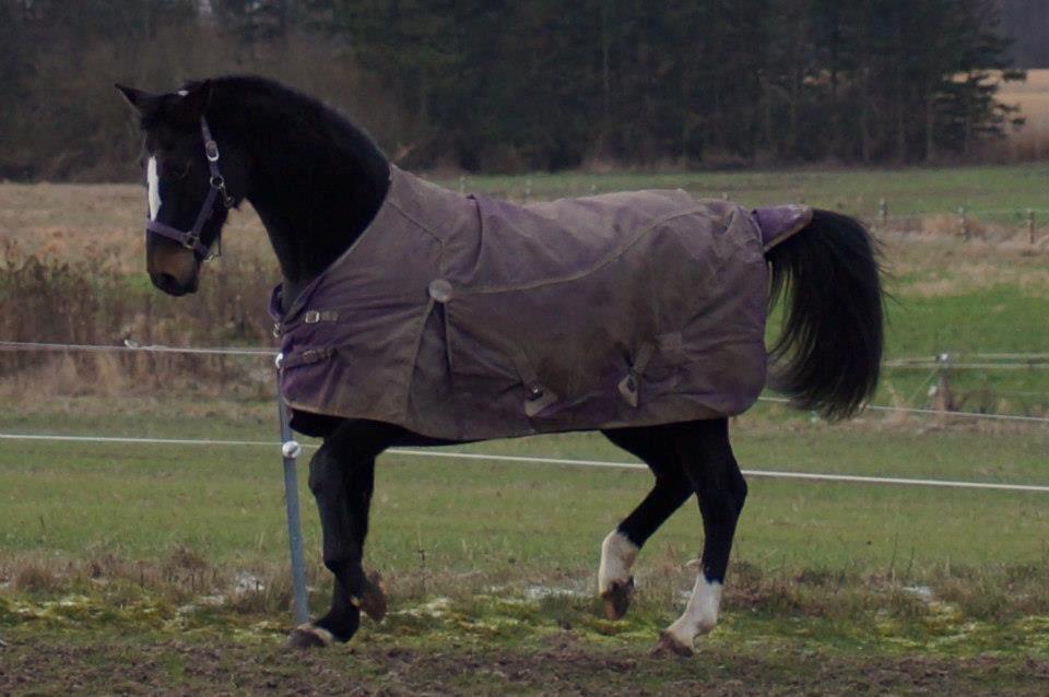 Dansk Varmblod Vestergaards Kamira billede 2