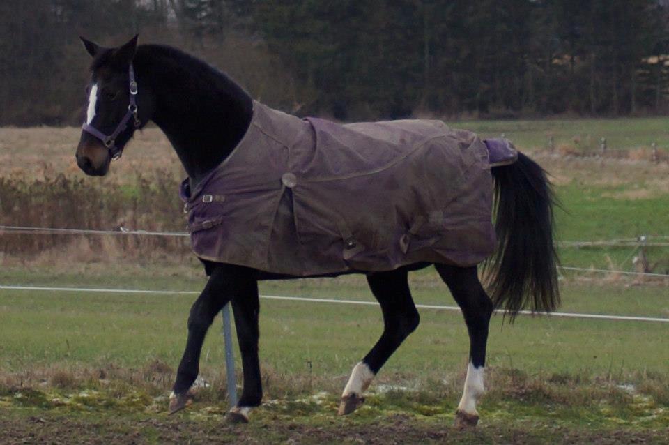 Dansk Varmblod Vestergaards Kamira billede 17