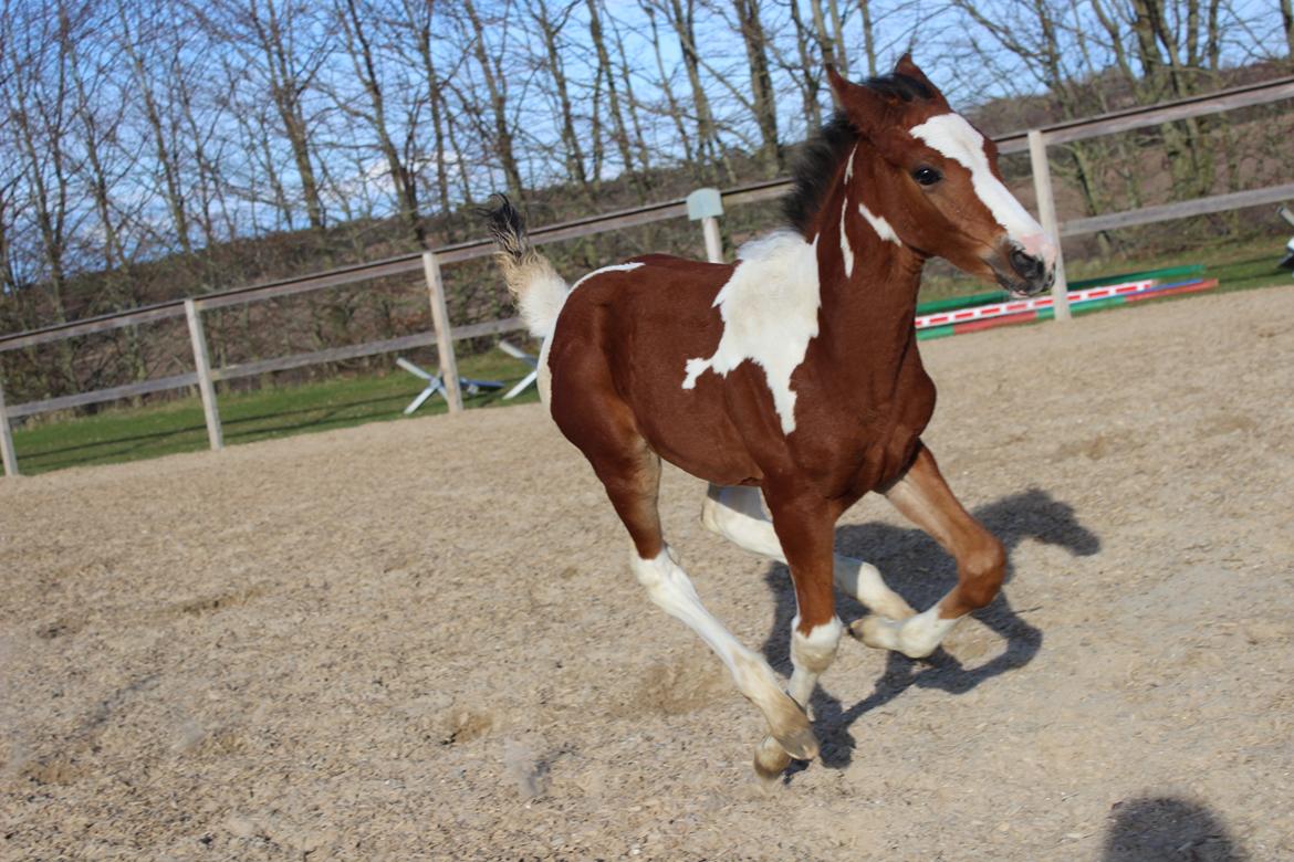 Pinto Kilgast's Bacardi billede 7