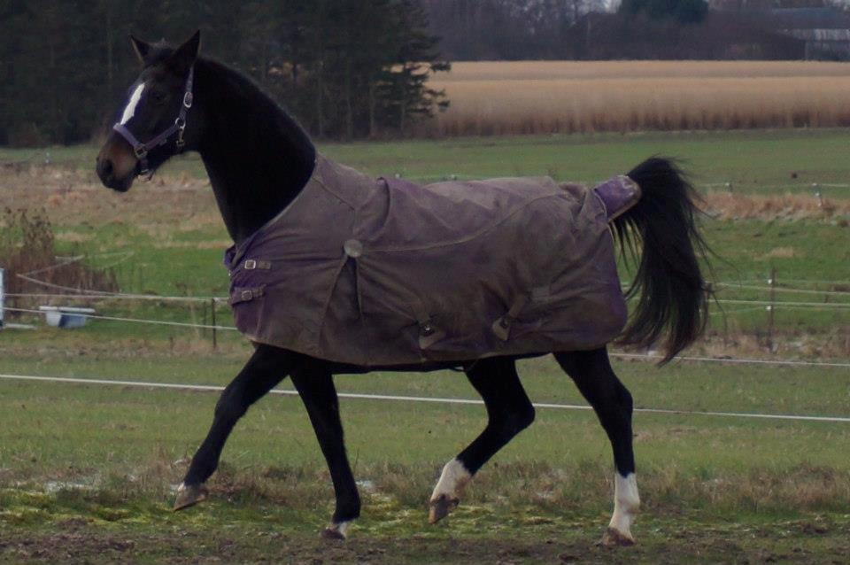 Dansk Varmblod Vestergaards Kamira billede 19