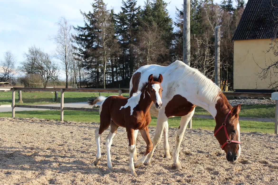 Pinto Kilgast's Bacardi billede 8