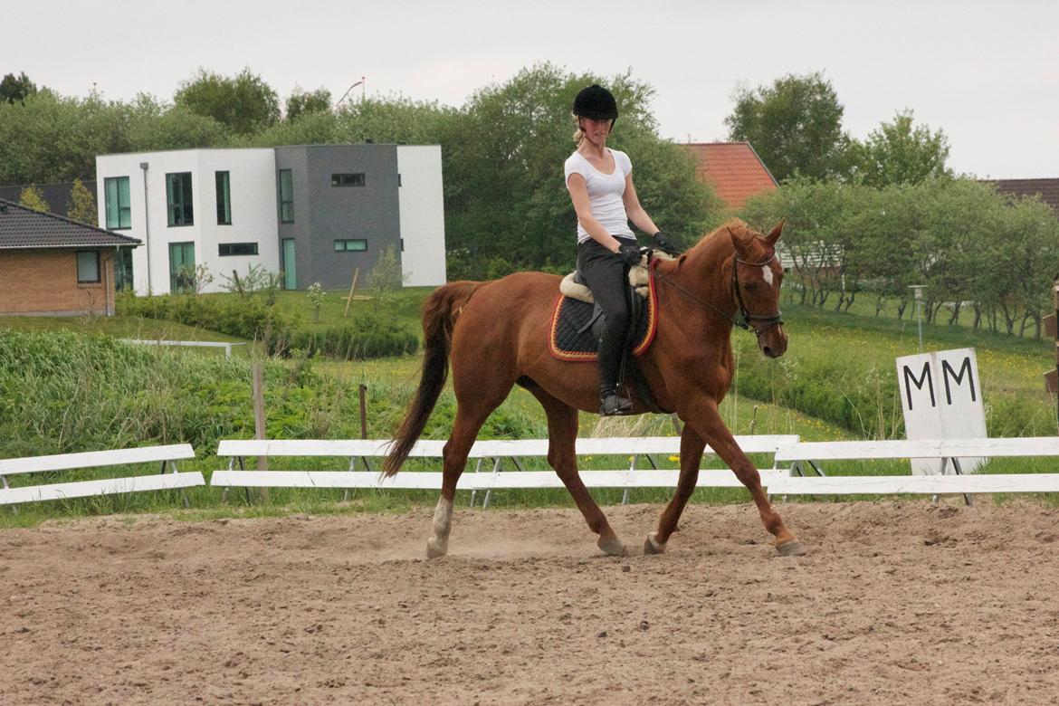 Dansk Varmblod Madame Bally billede 12