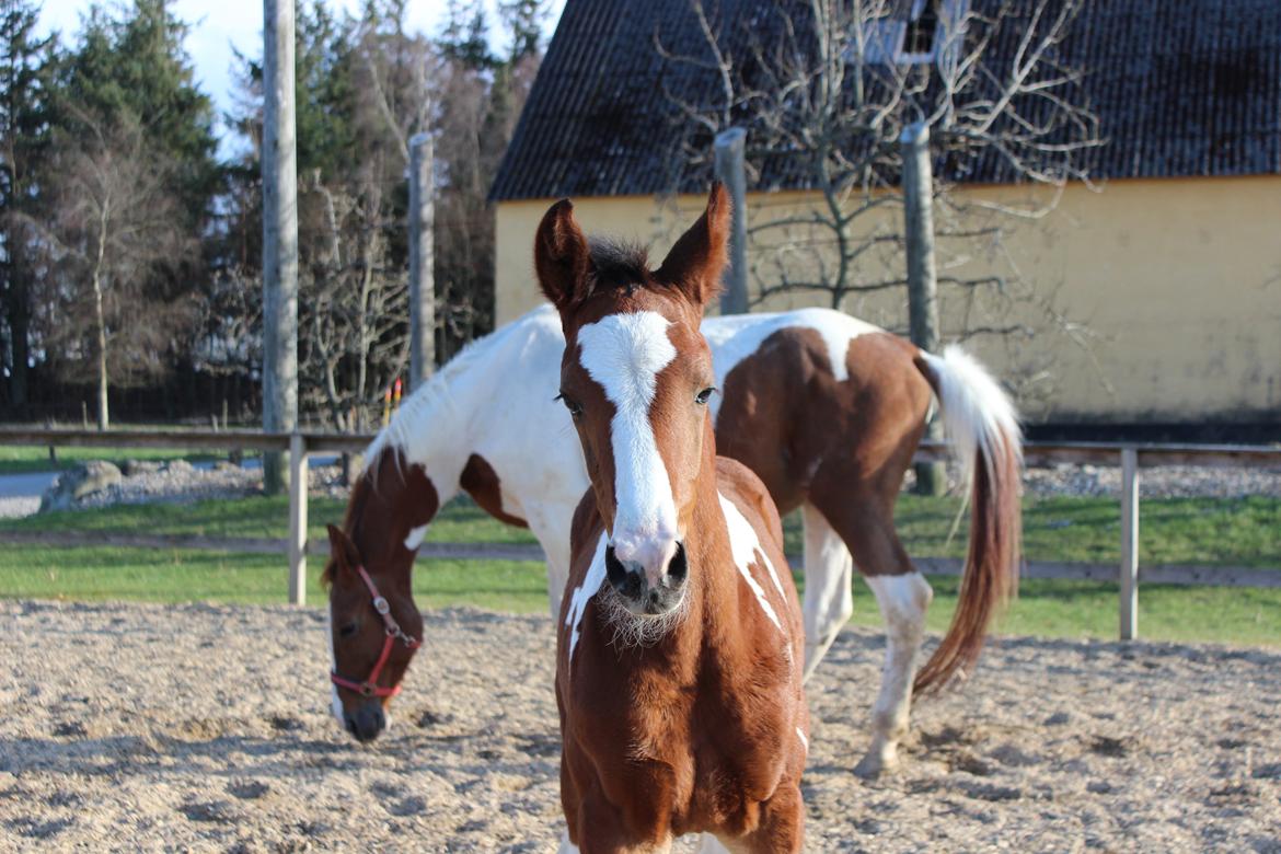 Pinto Kilgast's Bacardi billede 9