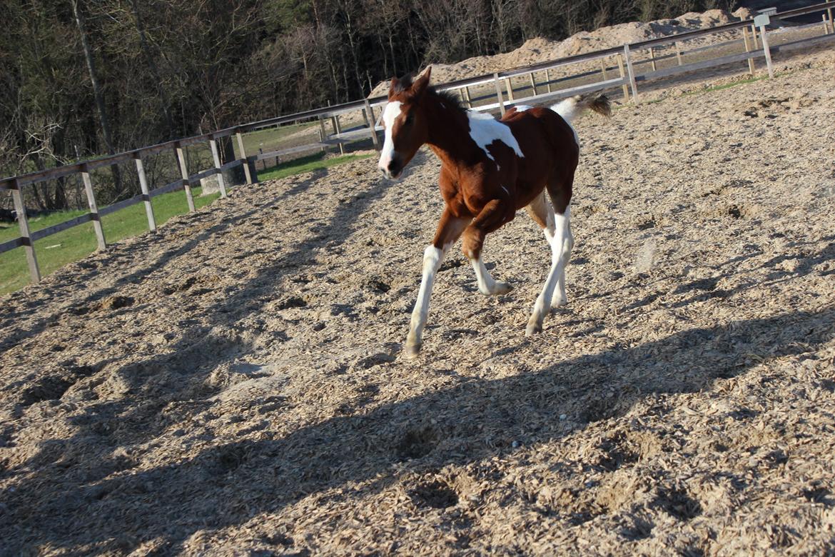 Pinto Kilgast's Bacardi billede 10