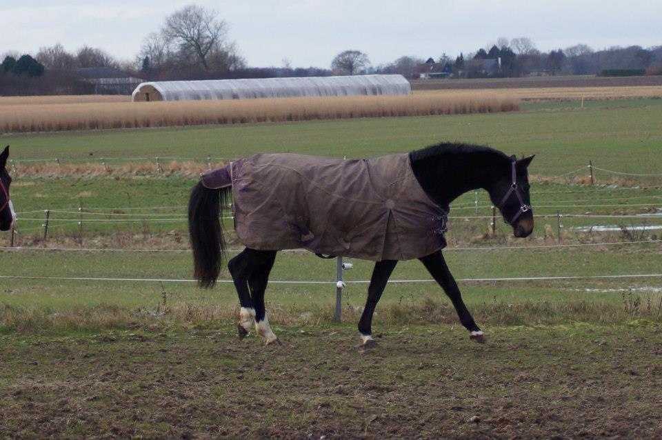 Dansk Varmblod Vestergaards Kamira billede 20