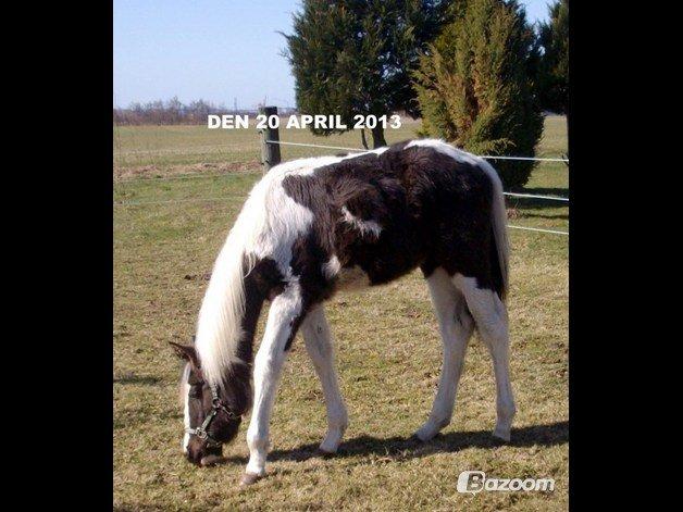 Pinto Savanna billede 2