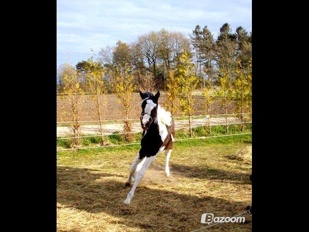 Pinto Savanna billede 4