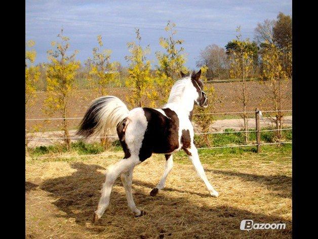 Pinto Savanna billede 3