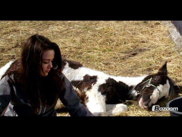 Pinto Savanna billede 6