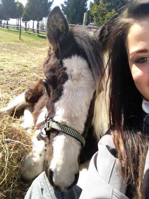 Pinto Savanna billede 7