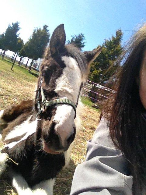 Pinto Savanna billede 5