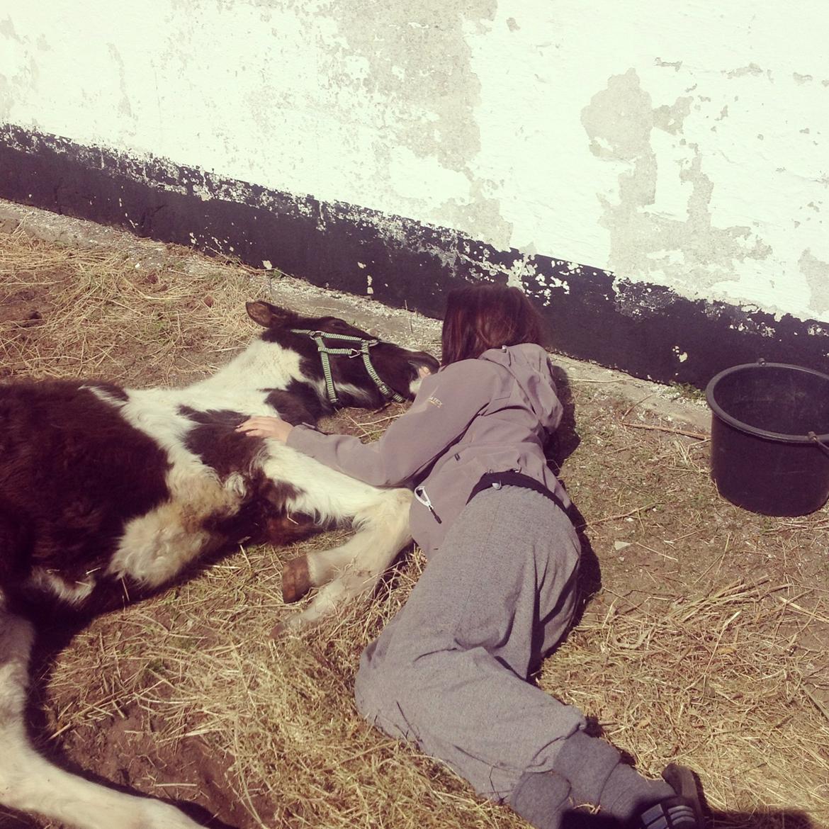 Pinto Savanna billede 8