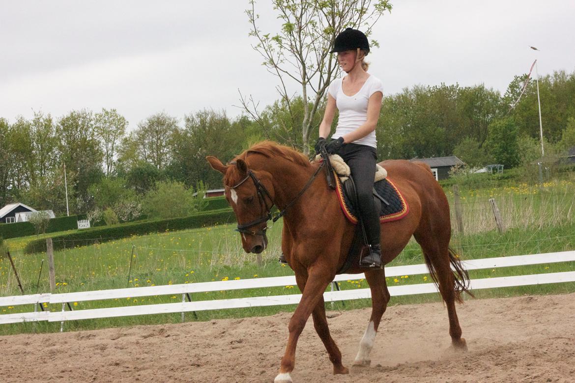 Dansk Varmblod Madame Bally billede 14