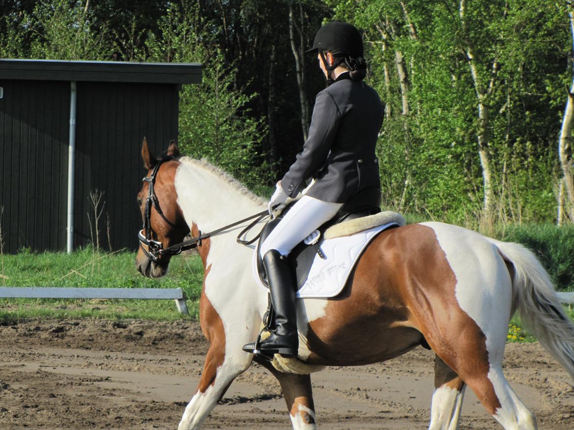 Paint Wild Fire - Vores første stævne! Red en LD1 til 62,66%, og jeg kunne ikke være mere tilfreds <3 billede 13