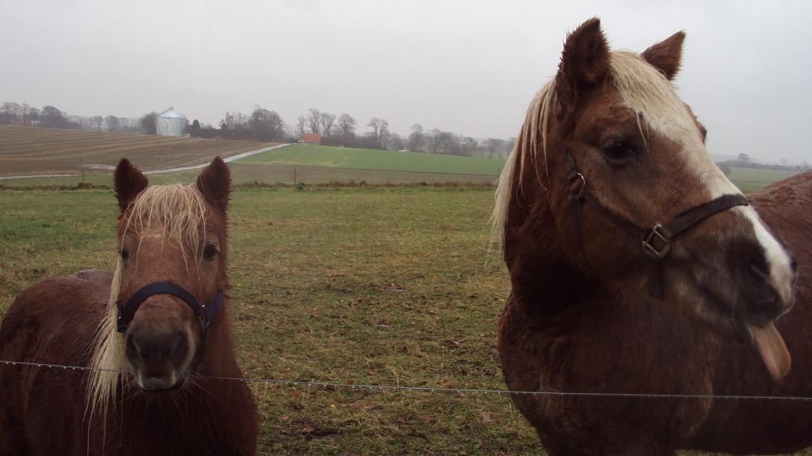 Shetlænder Bjarke - De sødeste par. Bjarke og Donna billede 9