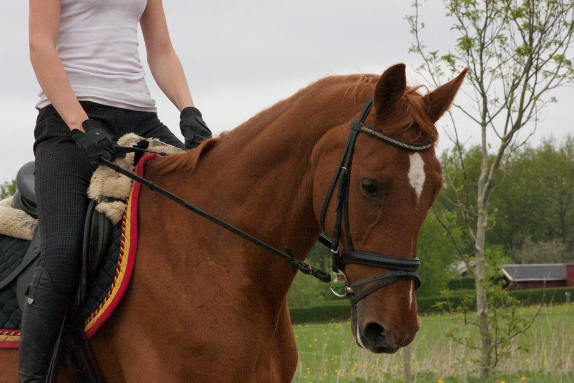 Dansk Varmblod Madame Bally - Velkommen til Ballys profil :) billede 2