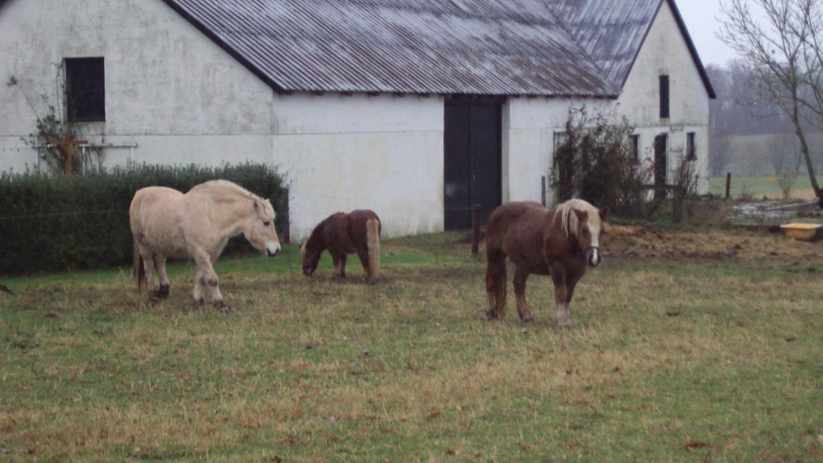 Shetlænder Bjarke - Den bette flok hygger sig billede 10