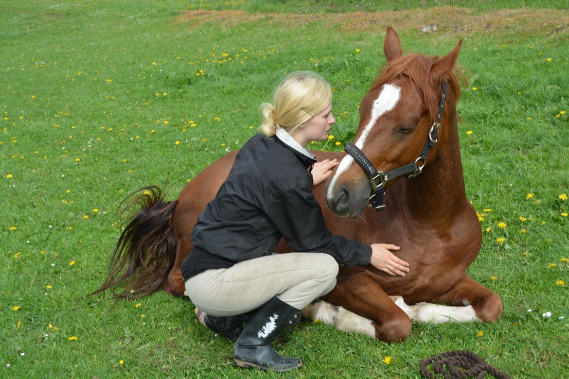 DSP Filur af grønagergård ( Låne pony) - Morgenhygge. :-) billede 13