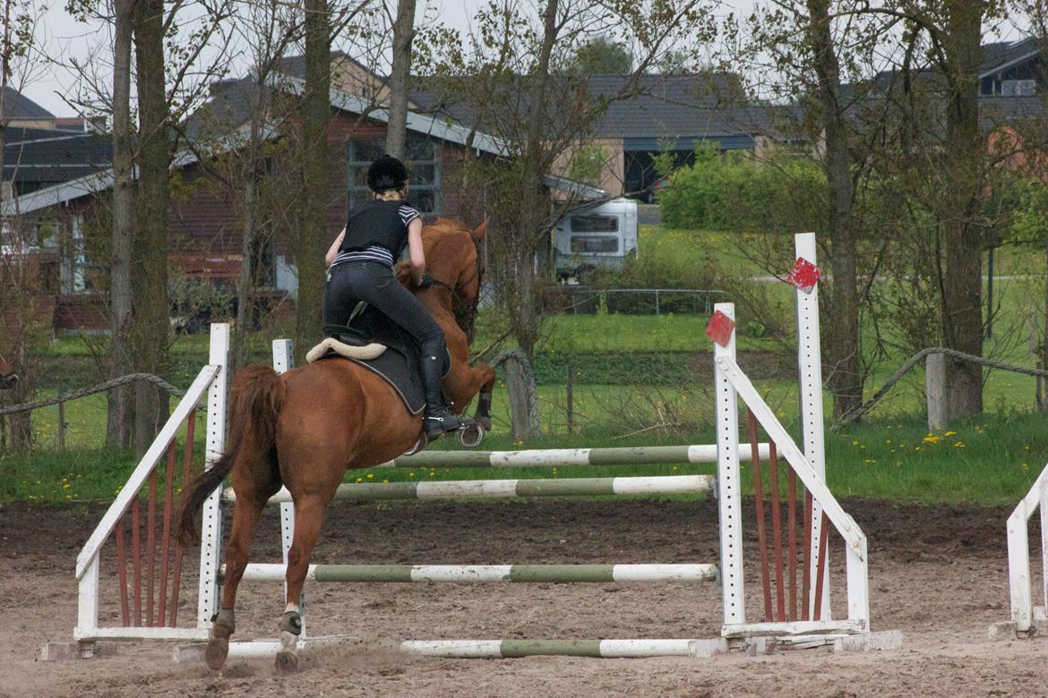 Dansk Varmblod Madame Bally billede 15