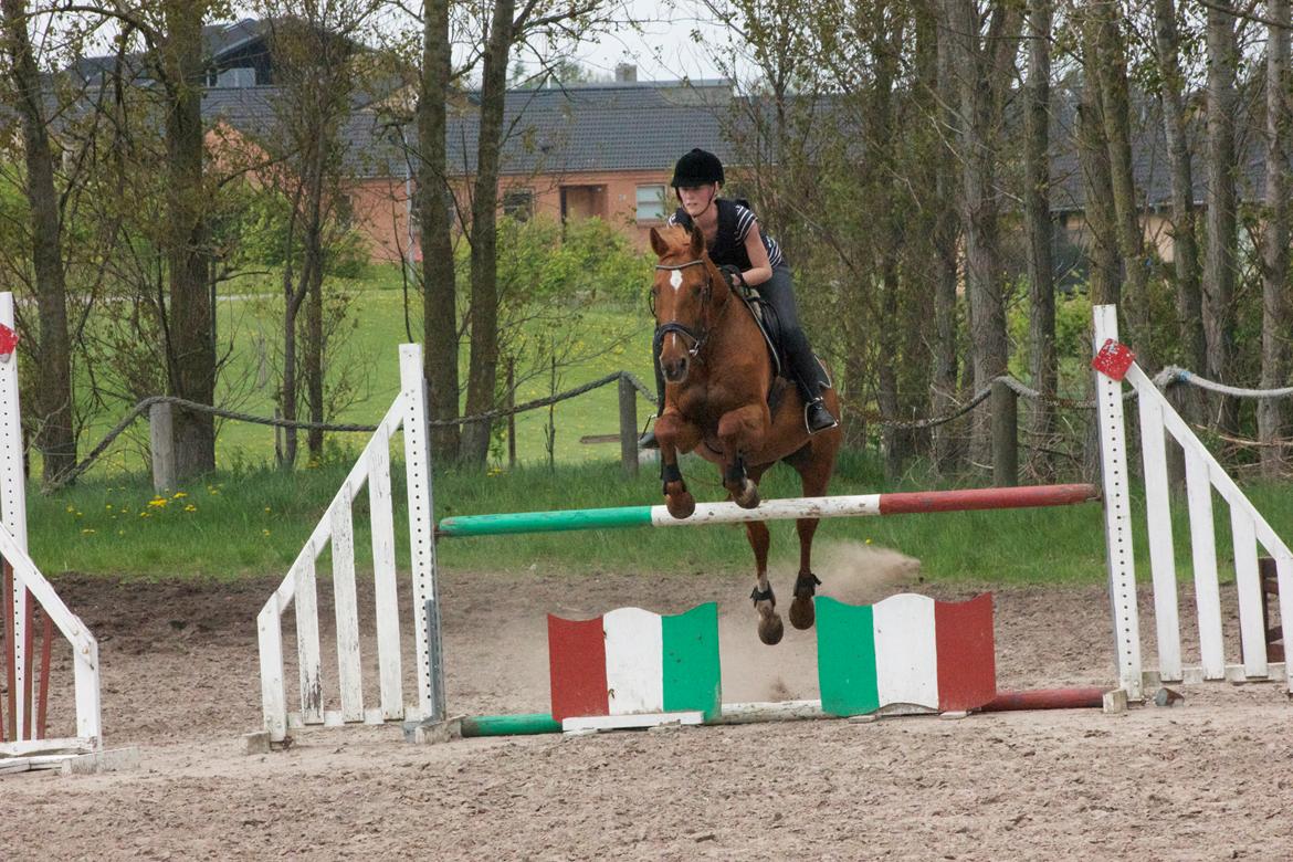 Dansk Varmblod Madame Bally billede 18