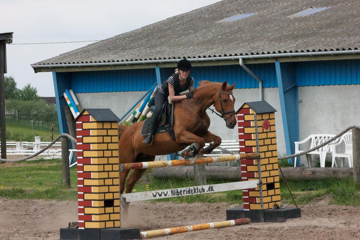 Dansk Varmblod Madame Bally - 19.5.2013 - 115 cm - vores rekord er 135 cm :) billede 13