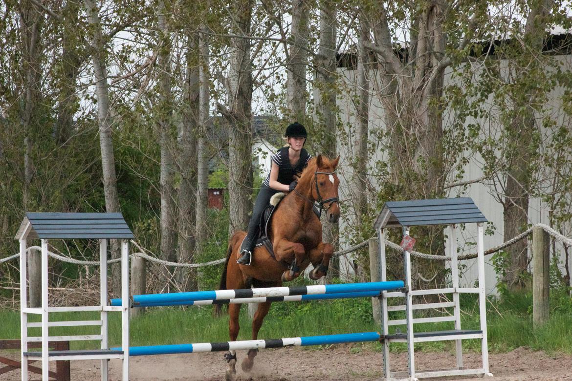 Dansk Varmblod Madame Bally - Springtræning. LB-LA bane :) billede 16