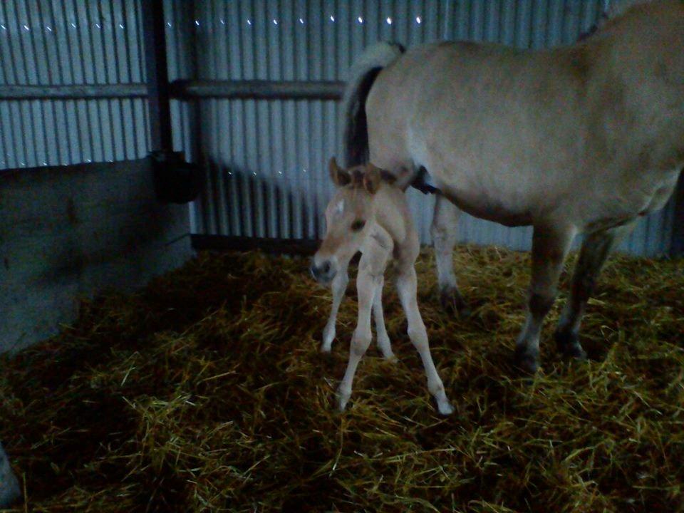 Anden særlig race Malisha (SOLGT) - Bambi på glat is! billede 2