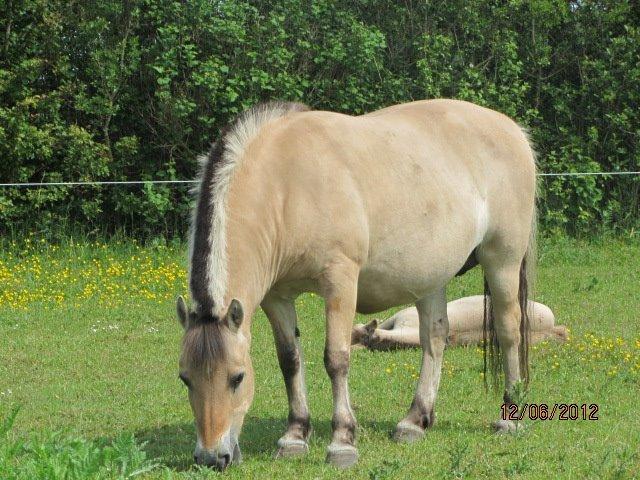 Anden særlig race Malisha (SOLGT) - Malishas Mor 

-Mille Fjordhest billede 8