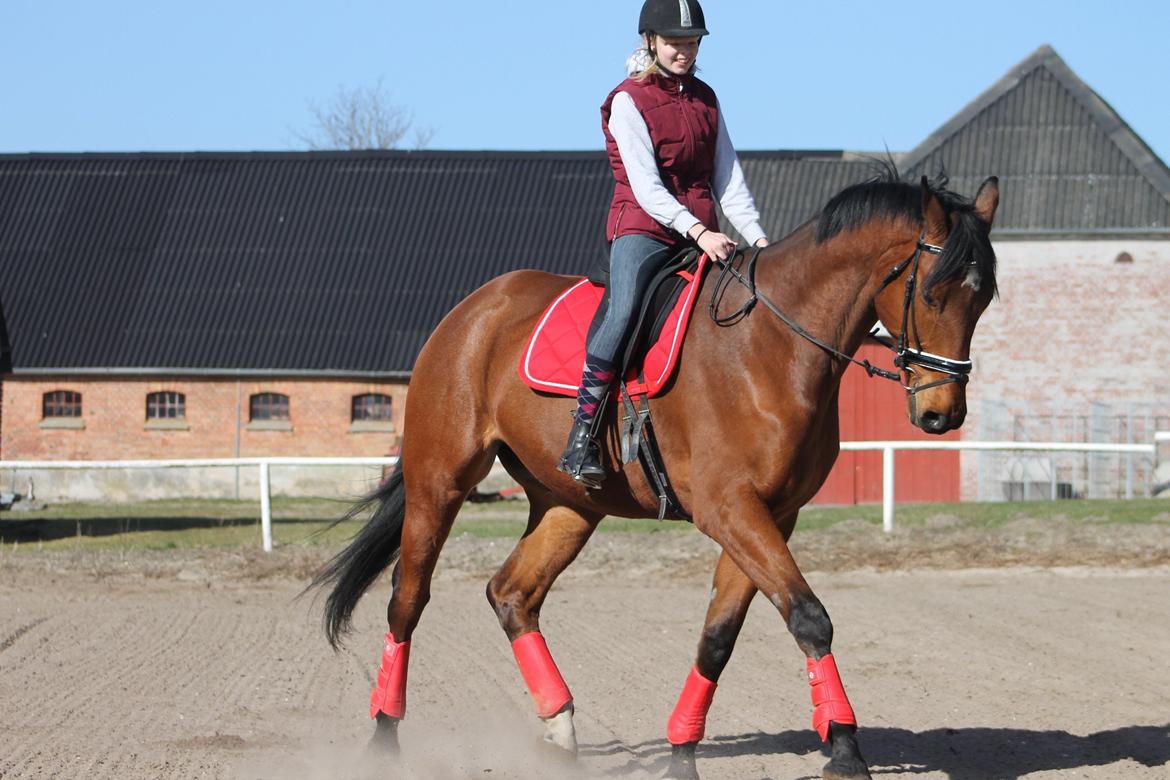 Dansk Varmblod Skovhøjs Cupido <3 billede 10