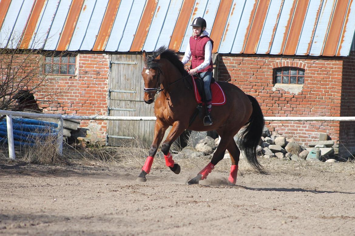 Dansk Varmblod Skovhøjs Cupido <3 billede 13