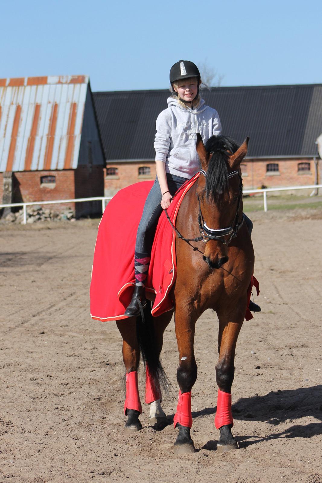 Dansk Varmblod Skovhøjs Cupido <3 billede 15