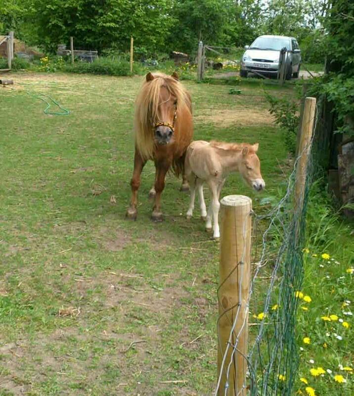 Shetlænder Rosenstandens balou - Følmand - Første dag ude. billede 14