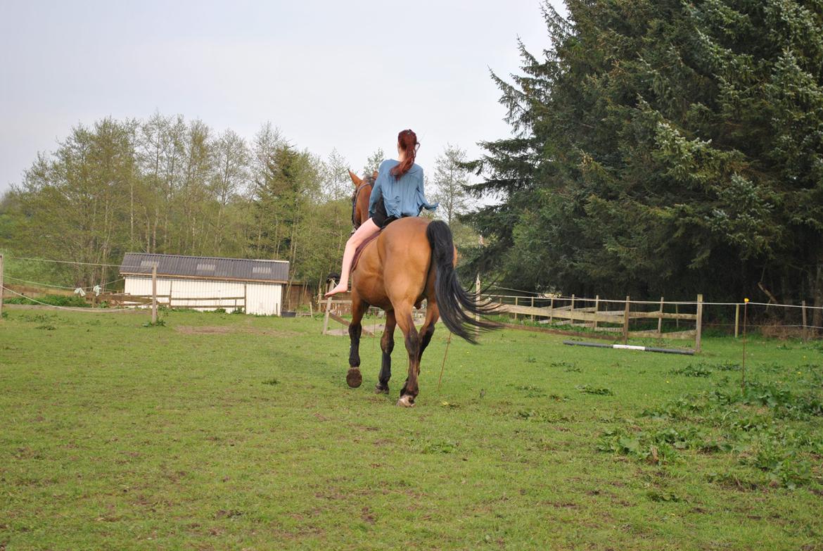 Trakehner Blanding | Moveos Amadeus  - @Copyrigth billede 14