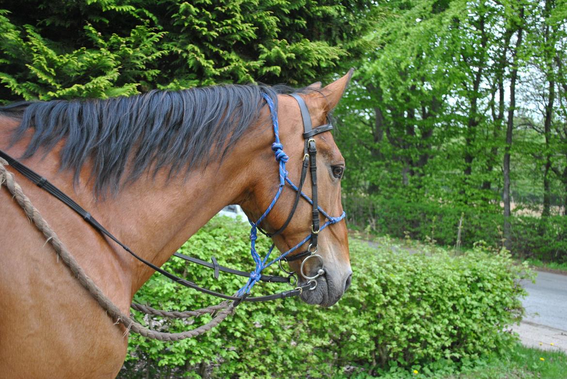 Trakehner Blanding | Moveos Amadeus  - @Copyrigth billede 16