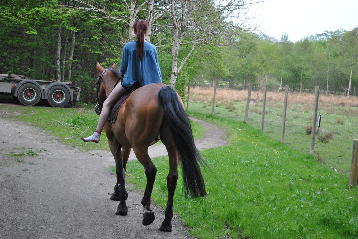 Trakehner Blanding | Moveos Amadeus  - @Copyrigth billede 20