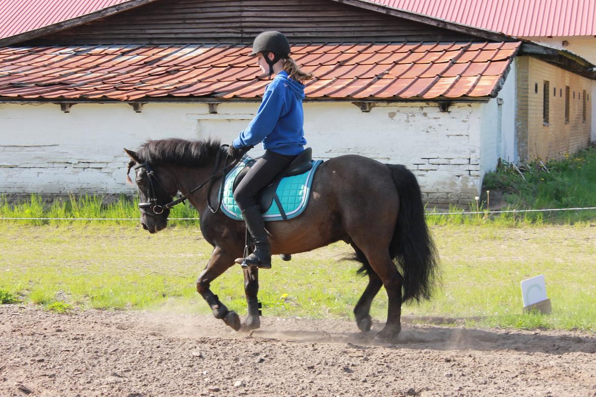 Anden særlig race Iceman billede 18