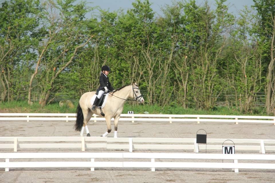 Welsh Partbred (Sec F) TF Soft Eyez - Første udendørs dressurstævne billede 6