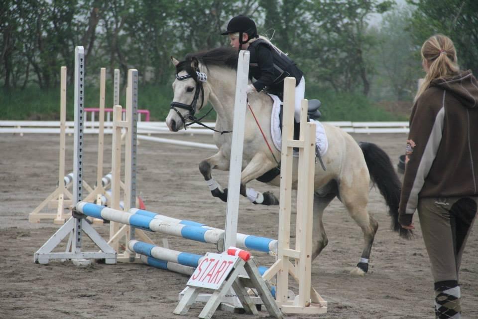 Welsh Partbred (Sec F) TF Soft Eyez - Deres første springstævne billede 5