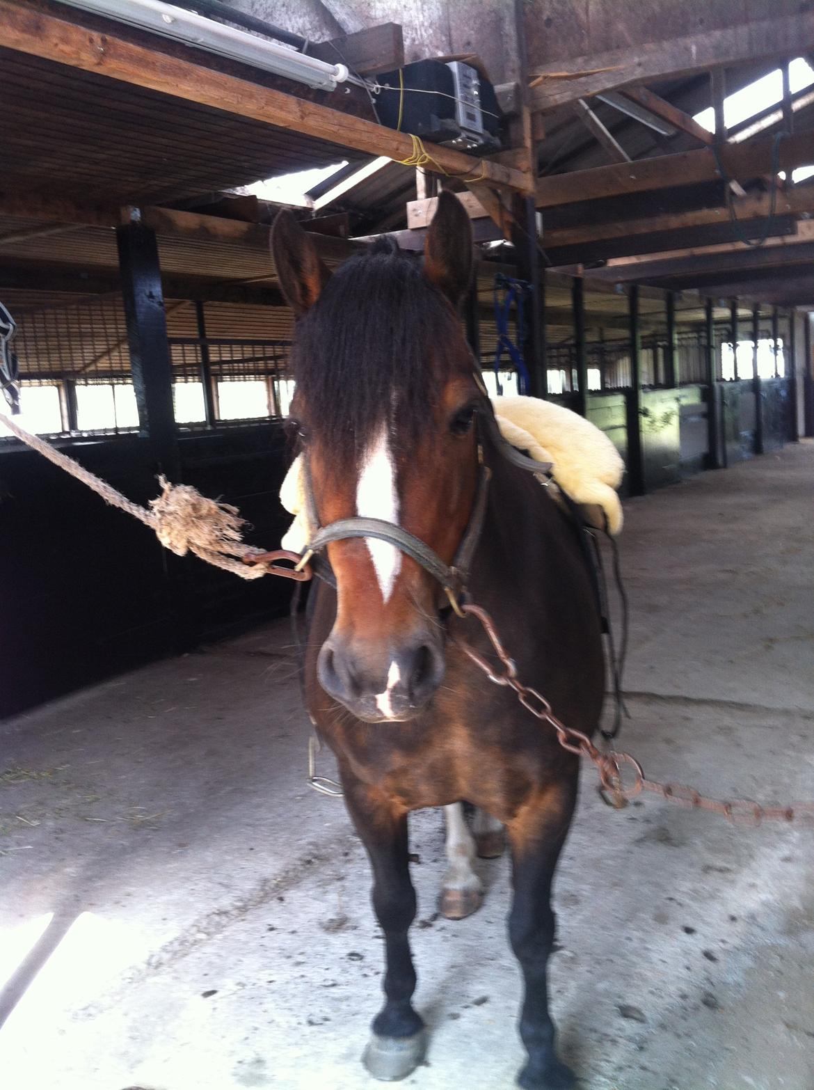 Dartmoor Manze af Vejlebro - Mors lille buller <3 billede 9