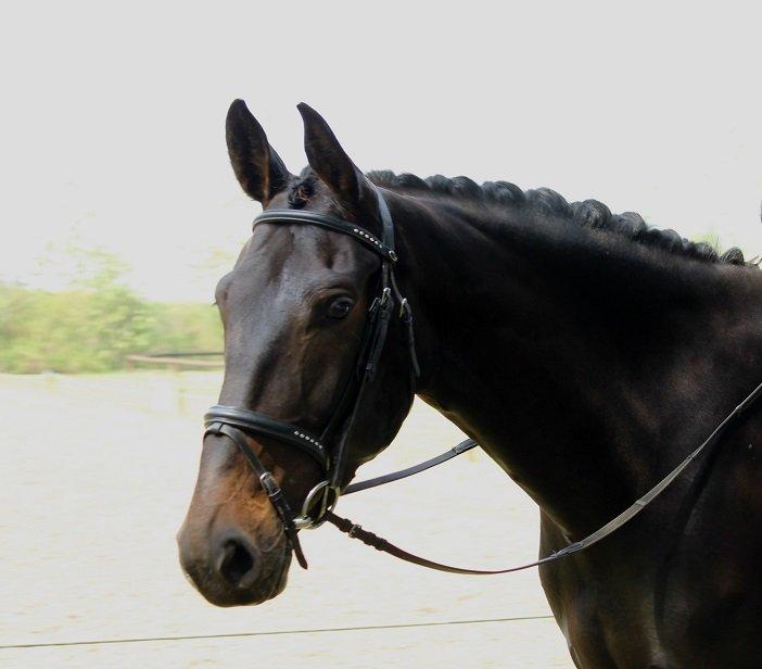 Anden særlig race Krogagers Unnie billede 1